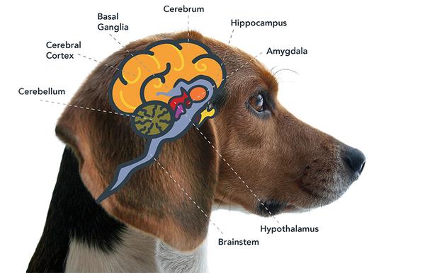 parts of a dog's brain