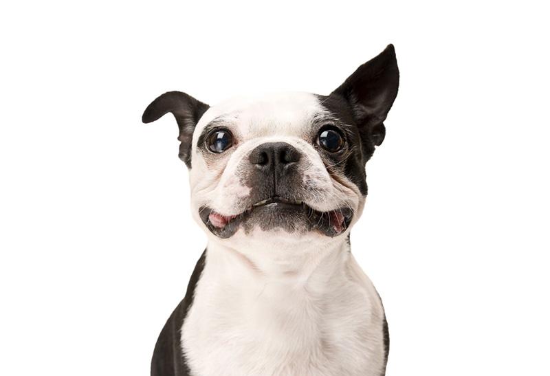picture of a cute dog