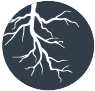 licorice root