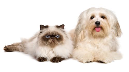 bigstock Happy Havanese Dog And A Young 101019854 500x