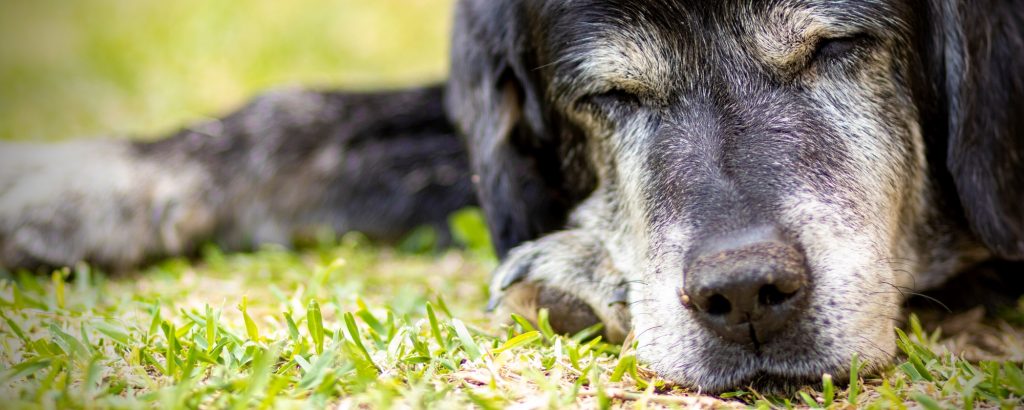 Senior Pets